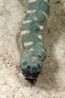 Indian warty snake