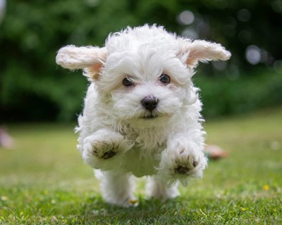 Mini Maltese in the jump