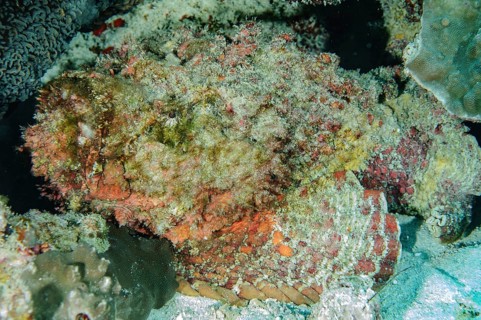 Reef stonefish