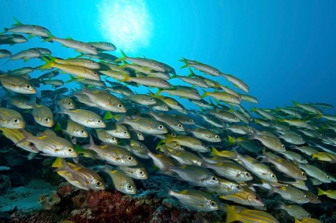 Shoal of fish with species of snapper