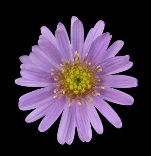 New York aster