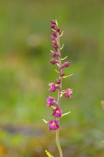 Dark red helleborine