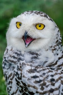 Snowy owl