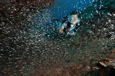Diver swimming through school of Red Sea Dwarf Sweeper