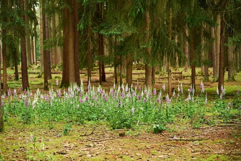 Common foxglove