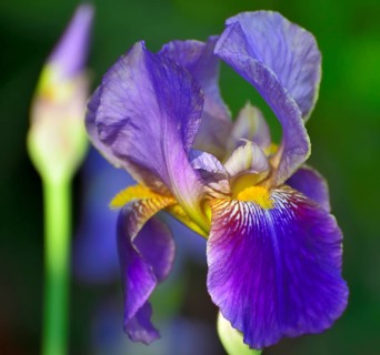Blue-violet flower of an iris