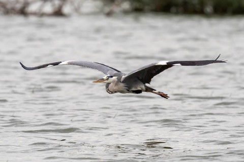 Grey heron