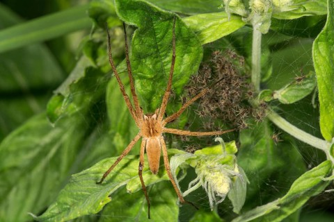 Nursery web spider