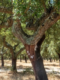 Cork oak