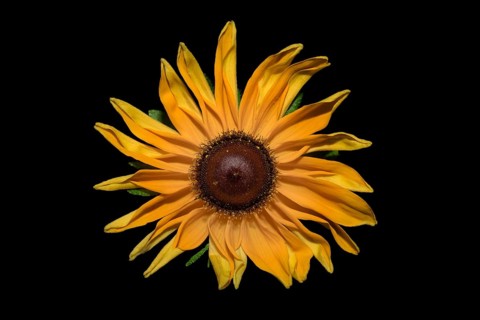 Yellow coneflower