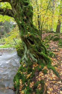 Primeval beech on the Polenz