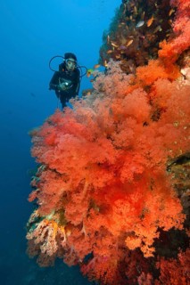Large red soft coral