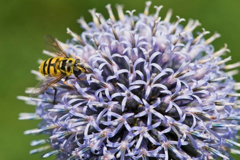 Common cone fly