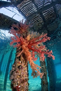 Large Klunzinger's Soft Coral