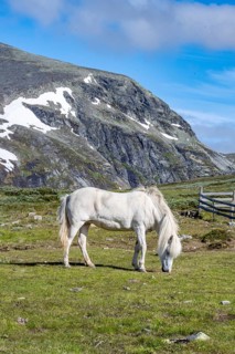 Norwegian Fjord Horse