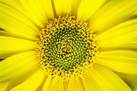 Rough oxeye
