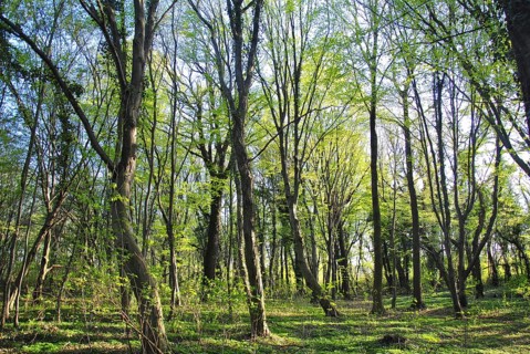 Deciduous forest with beech trees between Bitterfeld and Wolfen