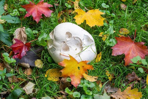 Giant puffball