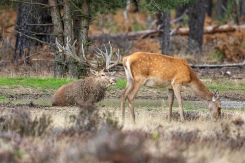 Red deer in a wallow