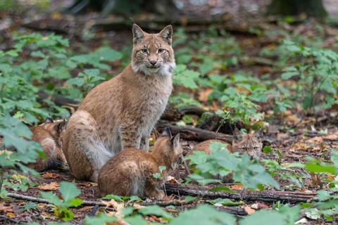 Lynx with cubs