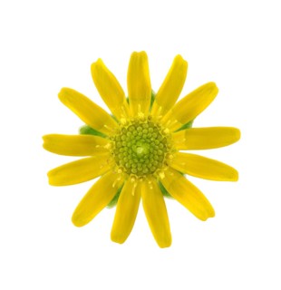 Mexican creeping zinnia