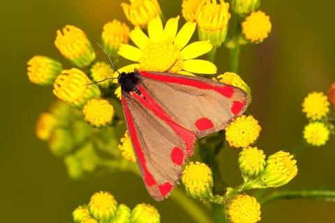 Cinnabar Moth