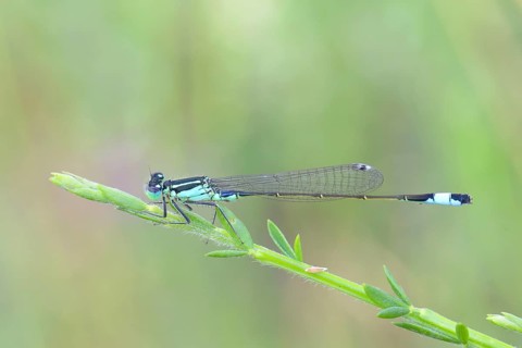 Blue-tailed damselfly