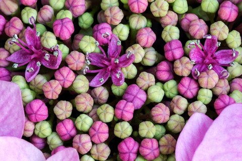 Bigleaf Hydrangea