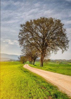 A large tree near a dirt road