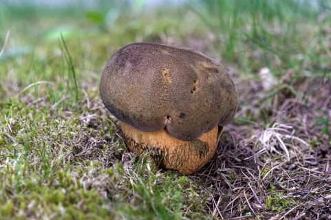 Young Lurid bolete