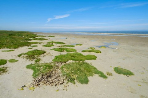 Grasses on the sandy beach