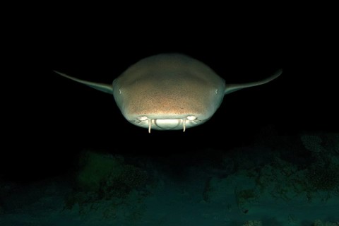 Nocturnal Tawny nurse shark