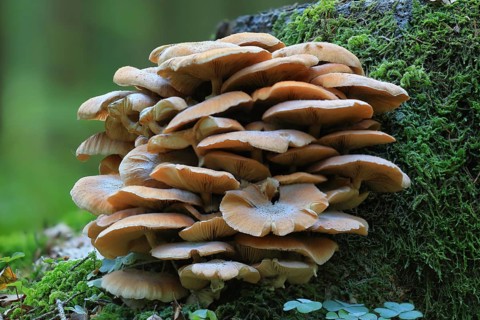Honey fungus