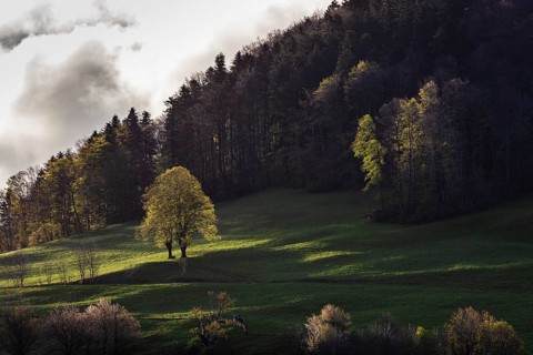 Twin tree