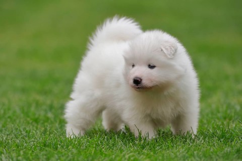 Samoyed Domestic dog