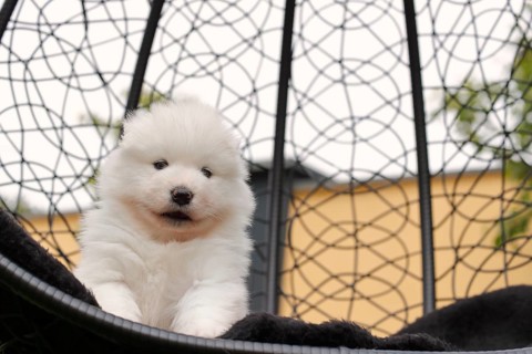 Samoyed Domestic dog