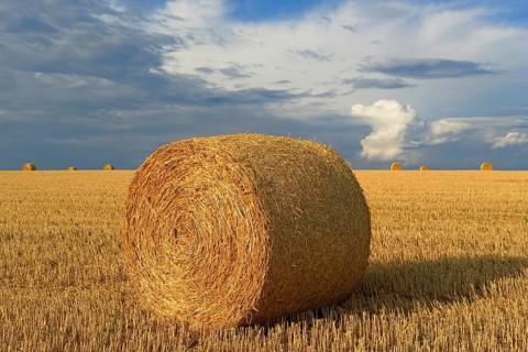 Grain field