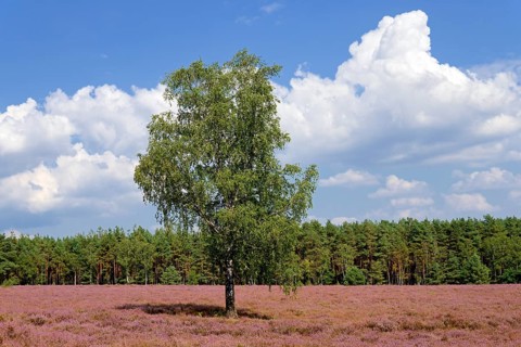 Heathland