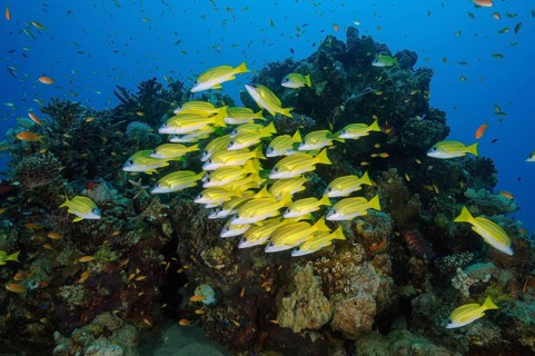 School of fish Bluestripe snapper