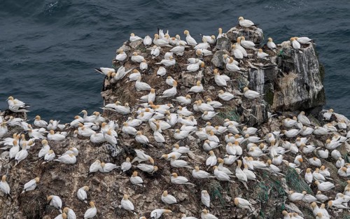 Gannet colony