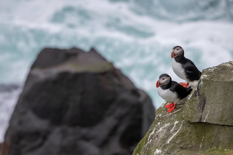 Puffin