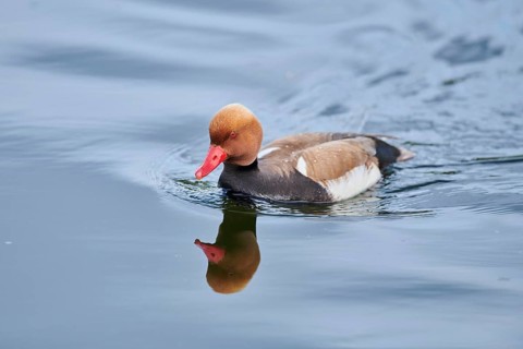 Common pochard
