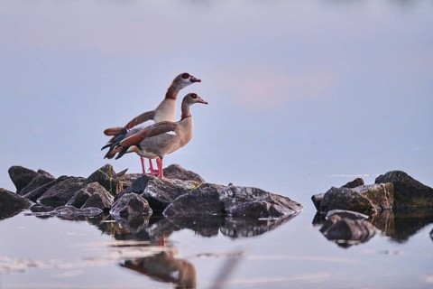 Egyptian goose
