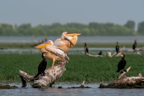 Dalmatian pelicans