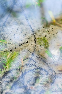 Common frog