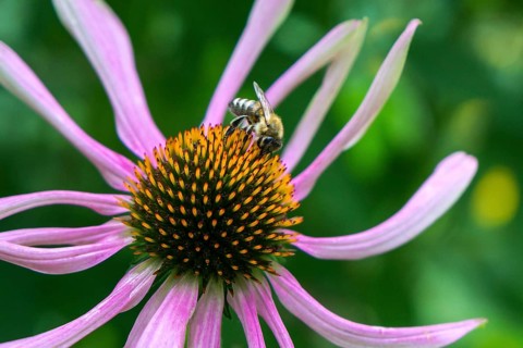Honey bee