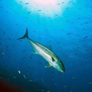 Large amberjack