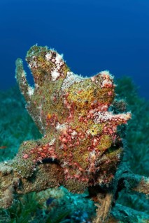 Painted frogfish
