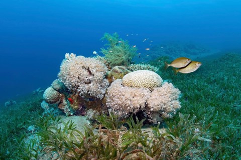 Small patch reef in seagrass meadow with predominantly Xenia