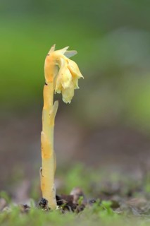 Common Dutchman's pipe